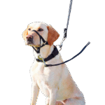 Arnes Bozal Entrenamiento Xl 13006