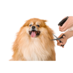 Bcl (Baño Y Corte Large)