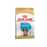 Dachshund Puppy X 1 Kg