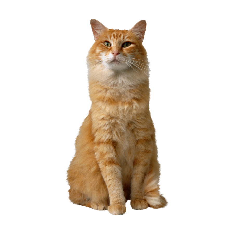 Alimento para gato adulto