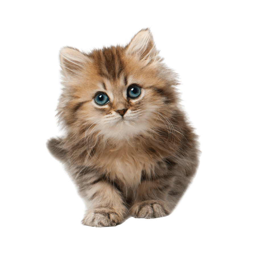 Alimento para gatitos