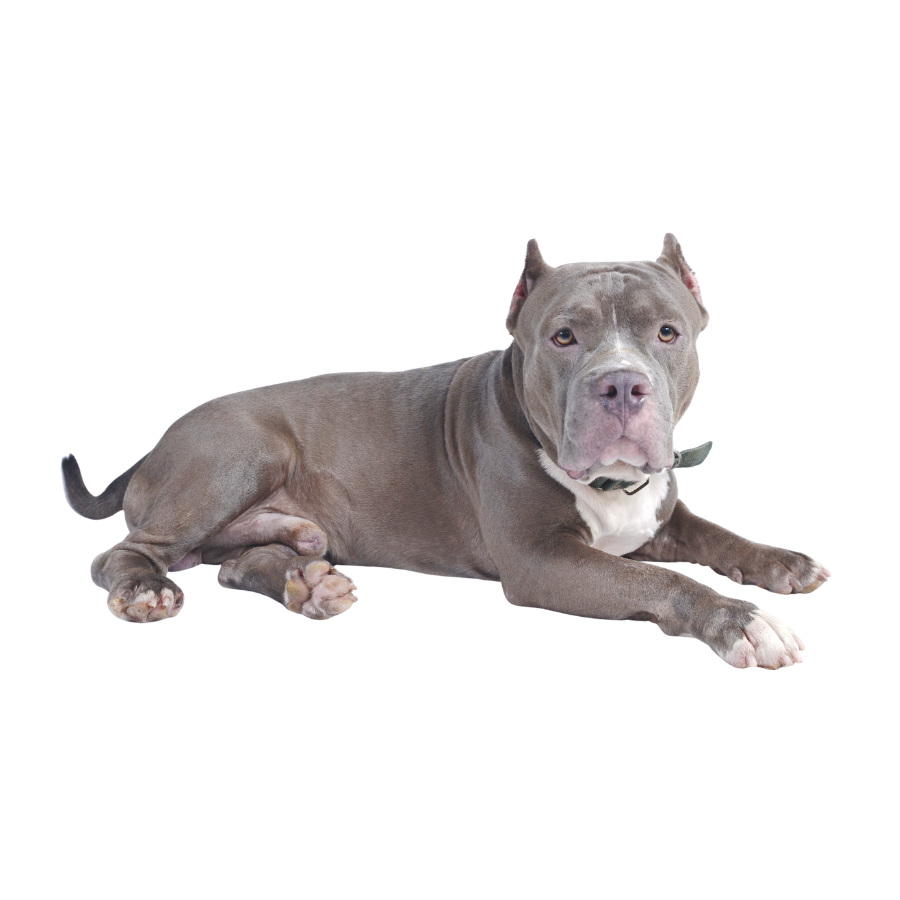 Alimento para perro adulto