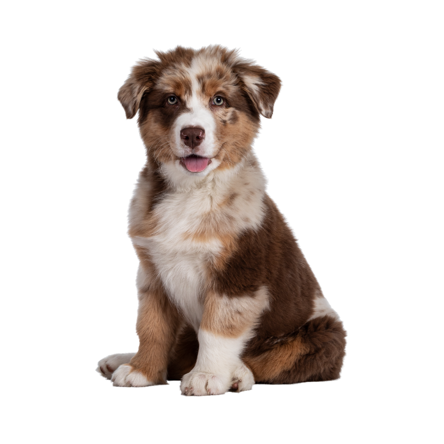 Alimento para cachorros